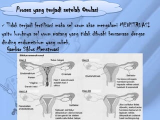 Proses yang terjadi setelah Ovulasi
Tidak terjadi fertilisasi maka sel ovum akan mengalami MENSTRUASI
yaitu luruhnya sel ovum matang yang tidak dibuahi bersamaan dengan
dinding endometrium yang robek.
Gambar Siklus Menstruasi


 