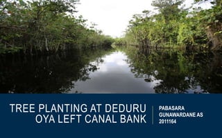 TREE PLANTING AT DEDURU
OYA LEFT CANAL BANK
PABASARA
GUNAWARDANE AS
2011164
 