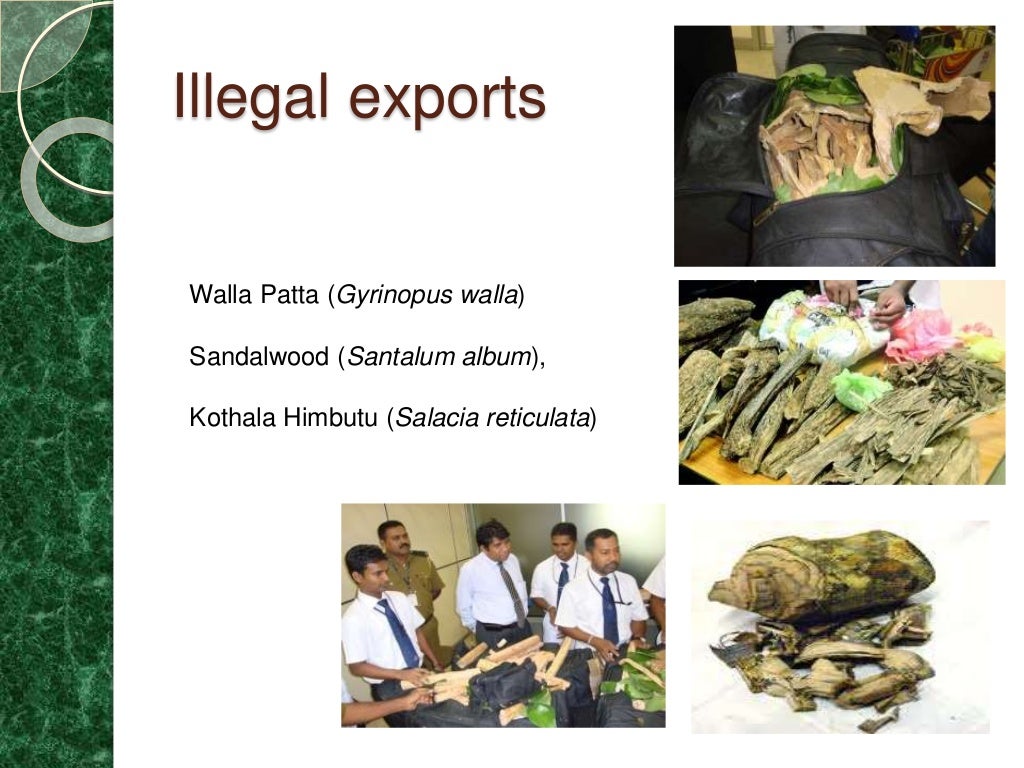 Export of plant materials sri lanka