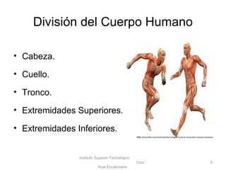 División del Cuerpo Humano
• Cabeza.
• Cuello.
• Tronco.
• Extremidades Superiores.
• Extremidades Inferiores.
Instituto Superior Tecnológico
Cruz
Roja Ecuatoriana
5
http:/elsentido.com/noticias/tecnología/conoce-musculos-cuerpo-humano
 
