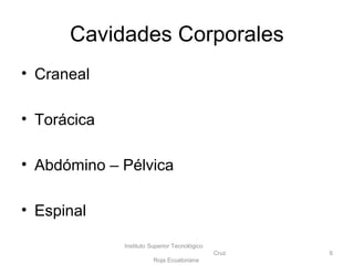 Cavidades Corporales
• Craneal
• Torácica
• Abdómino – Pélvica
• Espinal
Instituto Superior Tecnológico
Cruz
Roja Ecuatoriana
6
 