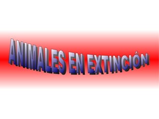 ANIMALES  EN EXTINCIÓN 
