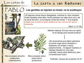 Los gentiles se injertan en Israel, no lo sustituyen «Si algunas ramas fueron desgajadas, mientras tú -olivo silvestre- fuiste injertado entre ellas, hecho participe con ellas de la raíz y de la savia del olivo, no te engrías contra las ramas. Y si te engríes,  sábete que no eres tú quien sostiene la raíz, sino la raíz que te sostiene ». (Rom 11,17-18) Olea europaea silvestris   «acebuche» (improductivo) Olea europaea sativa  «buen olivo» (productivo) «Se  recomienda que deben plantarse en primer lugar olivos silvestres e injertarlos con brotes o ramas posteriormente... Si alguien injertara un vástago silvestre en una cepa cultivada, habrá cierta diferencia, pero no tendrá buen fruto». Teofrasto,  Causas de la plantas  I,6,10 Método habitual: El buen olivo se injerta en el salvaje para hacerlo producir 