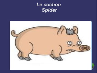 Le cochon  Spider 