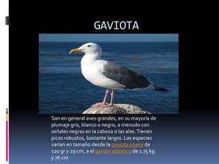 GAVIOTA




Son en general aves grandes, en su mayoría de
plumaje gris, blanco o negro, a menudo con
señales negras en la cabeza o las alas. Tienen
picos robustos, bastante largos. Las especies
varían en tamaño desde la gaviota enana de
120 gr y 29 cm, a el gavión atlántico de 1.75 kg
y 76 cm
 