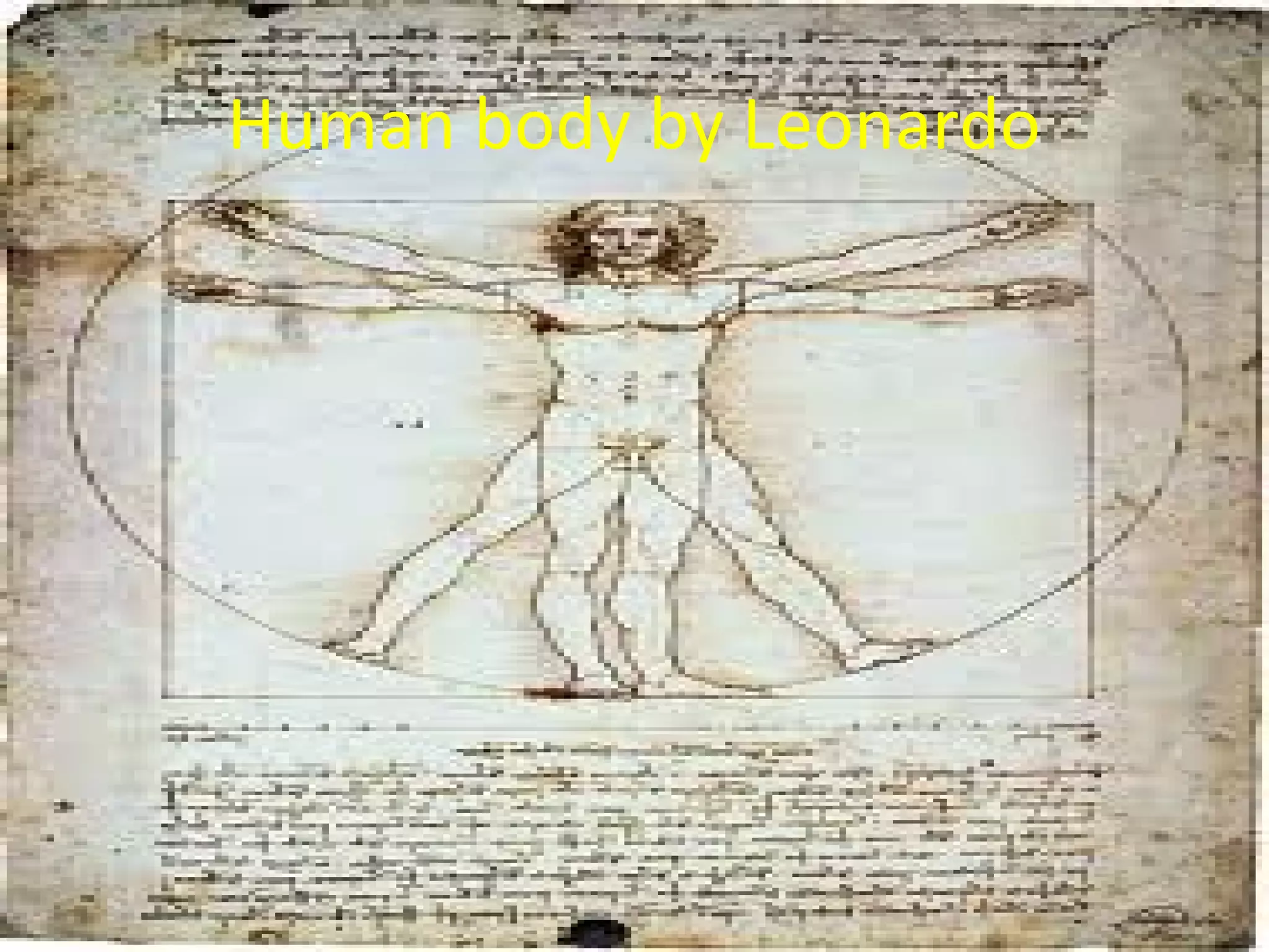 Human body by Leonardo
 