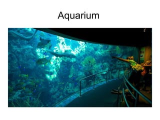 Aquarium
 