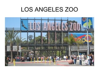 LOS ANGELES ZOO
 