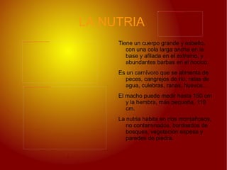 Aunque su dendición es de un carnívoro,su dieta es principalmente vegetariana:frutos, brotes y hojas llamas,raíces... 