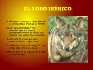 EL LOBO IBÉRICO El lobo ha sido perseguido desde siempre al ser el principal enemigo del hombre 