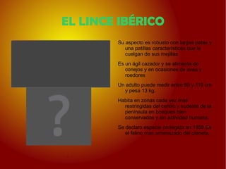 Un lobo adulto mide entre 100 y 120 cm y puede pesar entre 30 y 60 kg. 