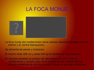 Habita en el oeste de la península ibérica y en los pirineos 