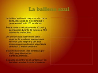 EL OSO PARDO Es el animal terrestre más grande de la fauna ibérica 