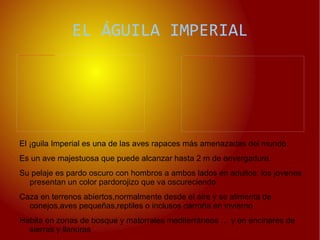 Posee un cuerpo muy robusto con un espeso y lupido paisaje y una enorme cabeza,con dos pequeñas orejas 