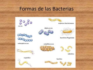 Formas de las Bacterias
