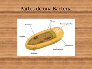 Partes de una Bacteria