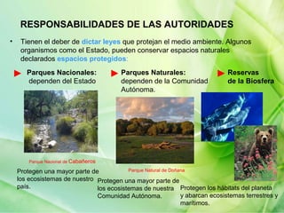 RESPONSABILIDADES DE LAS AUTORIDADES
•
Tienen el deber de dictar leyes que protejan el medio ambiente. Algunos
organismos como el Estado, pueden conservar espacios naturales
declarados espacios protegidos:
Parques Nacionales:
dependen del Estado
Parques Naturales:
dependen de la Comunidad
Autónoma.
Reservas
de la Biosfera
Parque Nacional de Cabañeros
Parque Natural de Doñana
Protegen una mayor parte de
los ecosistemas de nuestro Protegen una mayor parte de
país.
los ecosistemas de nuestra Protegen los hábitats del planeta
y abarcan ecosistemas terrestres y
Comunidad Autónoma.
marítimos.