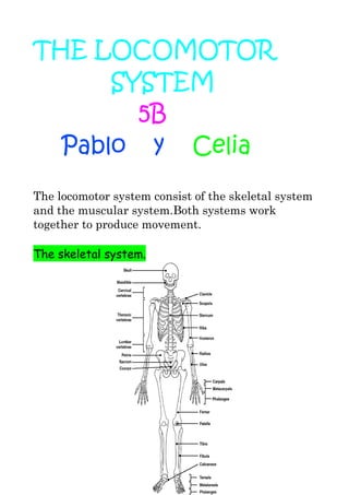 THE LOCOMOTOR 
SYSTEM 
5B 
Pablo y Celia 
The locomotor system consist of the skeletal system 
and the muscular system.Both systems work 
together to produce movement. 
The skeletal system. 
 