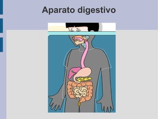 Aparato digestivo
 