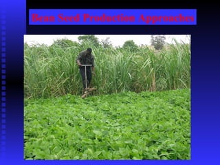 PABRA Seed systems:  Delivering the right product with right processes to the right users 