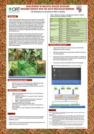 DEVELOPMENT OF MULTIPLE DISEASE RESISTANT
                                   BREEDING PARENTS WITH THE AID DISEASE RESISTANT
                                        DEVELOPMENT OF MULTIPLE OF MOLECULAR MARKERS
                                    BREEDING PARENTS WITHA. Buruchara, A. MOLECULAR MARKERS
                                             C.M. Mukankusi, R. THE AID OF Male, S. Sebuliba
                                                               C.M. Mukankusi, R. A. Buruchara, A. Male, S. Sebuliba currently being utilized for Multiple
                                                                                             Table 1. Molecular markers
Background:                                                                                      disease resistance breeding in PABRA
                                                                                                Table 1. Molecular markers currently being utilized for Multiple
  Background:                                                                                   disease resistance Markers
                                                                                                 Trait             breeding in PABRA
                                                                                                                                 Source
Common bean (Phaseolus vulgaris L.) plays an essential role in sustaining live-
lihoods of smallholder farmers and their families in Africa. At farm level, beans                Trait                        Markers 709             Source 54 (Mahuku et al., 2004)
are attacked by aPhaseolus vulgaris L.) plays an essentialviral diseases leading to
  Common bean ( combination of fungal, bacterial and role in sustaining live-                     ALS                           OPE4                    MEX

poor yields (Fig. 1). The farmers and their families in Africa. At farm(MDR)beans
  lihoods of smallholder deployment of multiple disease resistant level, varie-
                                                                                                 ALS                            PF9250
                                                                                                                              OPE4709                   G10474 and G10909
                                                                                                                                                      MEX 54 (Mahuku et al., 2004)
ties is probably the cheapest method of managing and problem. The use of to
  are attacked by a combination of fungal, bacterial this viral diseases leading
                                                                                                   Pythium root rot             PYAA19                  RWR719 (Buruchara et al)
  poor yields (Fig. 1). The deploymentcould speed up the development ofvarie-
MDR parents in breeding programs        of multiple disease resistant (MDR) MDR                                               PF9250                  G10474 and G10909
  ties is probably the cheapest method of managing this problem. The use of                                                     PYB08                 RWR719 719
                                                                                                                                                        RWR (Buruchara et al)
varieties. Marker Assisted Selection (MAS) o ers advantages within NARS                          Pythium root rot             PYAA19
  MDR parents in breeding programs could speed up the development of MDR
breeding programs in targeting challenging breeding objectives requiring com-                      Anthracnose                  SAB-3
                                                                                                                              PYB08                   RWR 719 (Vallejo and Kelly, 2001)
                                                                                                                                                        G2333
  varieties. Marker Assisted Selection (MAS) o ers advantages within NARS
plex breeding schemes.
  breeding programs in targeting challenging breeding objectives requiring com-                  Anthracnose                    SAS-13
                                                                                                                              SAB-3                   G2333 (Vallejo and Kelly,1998)
                                                                                                                                                        G2333 (Young et al., 2001)
  plex breeding schemes.                                                                                                        SBB-14                G2333 (Young et al., 1998) and Kelly, 2001)
                                                                                                                                                        G2333 , AB 136 (Awale
However, the national programs lack the facilities and capacity to use these                                                  SAS-13
techniques. Taking advantage of lackbiotechnology facility at Kawanda in
  However, the national programs the the facilities and capacity to use these                                                 SBB-14
                                                                                                                                SH-18                 G2333 , AB 136 (Awale and Kelly, 2001)
                                                                                                                                                        G2333 (Awale and Kelly, 2001)
Uganda, andTaking advantage of the biotechnologyutilizing molecular markers
  techniques. the available markers, CIAT-PABRA is facility at Kawanda in                          BCMV                       SH-18
                                                                                                                                ROC11                 G2333 (Awale and Kelly, 2001)
                                                                                                                                                        Various
  Uganda, and the available markers, CIAT-PABRA is (Angular leaf Spot - ALS -
linked to resistance genes to three fungal diseases utilizing molecular markers
Pythium root rots and Anthracnose)fungal diseases (Angular leaf Spot - ALSMo-
  linked to resistance genes to three and one viral disease (Bean Common -                       BCMV
                                                                                                  BCMNV                       ROC11
                                                                                                                                SW13                  Various
                                                                                                                                                         Various
saic Virus root rots and its necrotic strain one viral disease (Bean CommonVirus
  Pythium (BCMV) and Anthracnose) and Bean Common Mosaic Necrotic Mo-                            BCMNV
                                                                                                  CBB                         SW13 820
                                                                                                                               SAP                    Various et al., 2000, Deidre et al., 2007
                                                                                                                                                         Miklas
(BCMNV) (Table 1) .and its necroticpyramid the resistance genes Necrotic Virus
  saic Virus (BCMV) The aim is to strain Bean Common Mosaic in common                            CBB                          SAP820                  Miklas et al., 2000, Deidre et al., 2007
background in an e . ort of developing MDR parents that can bein common
  (BCMNV) (Table 1) The aim is to pyramid the resistance genes utilized by
NARS breeding programs. developing MDR parents that can be utilized by
  background in an e ort of                                                                     Conclusions and Way Forw ard
  NARS breeding programs.                                                                      Conclusions and Way Forward
                                                                                                   •        Crosses between Pythium/ ALS resistance plants and Anth/ BCMV/
                                                                                               •           Crosses between have been conducted plants and Anth/ BCMV/
                                                                                                            BCMNV plants Pythium/ ALS resistance
                                                                                                           BCMNV plants have been conducted
                                                                                                   •        MDR parents developed will be made available to NARS for utilization in
                                                                                               •           MDR parents developed will be made available to NARS for utilization in
                                                                                                            own breeding programs.
                                                                                                           own breeding programs.
                                                                                                   •        We envisage a mechanism where the capacity of NARS in using MAS will
                                                                                               •           We envisage a mechanism where the capacity of NARS in using MAS contact
                                                                                                            be enhanced through this process with back up from continuous will
                                                                                                           be enhanced through this facility in Kawanda. from continuous contact
                                                                                                            with the biotechnology process with back up
                                                                                                           with the biotechnology facility in Kawanda.
                                                                                                   •        Some partners have been trained (MAS and Disease Phenotyping)
                                                                                               •           Some partners have been trained (MAS and Disease Phenotyping)




Fig 1. Some of the most common diseases of beans in Africa
  Fig 1. Some of the most common diseases of beans in Africa

Marker Assisted Selection (MAS)
 Marker Assisted Selection (MAS)                                                                         Figure 2: Part analysis of the plants from the cross G2333 X MCM1015 using the ROC 11
                                                                                                       Figure 2: Part analysis of the plants recessive bc-3G2333 Sample 5 is positive control 11
                                                                                                         marker to detect presence of the from the cross gene. X MCM1015 using the ROC variety
                                                                                                       marker to detect presence of the recessive bc-3 gene. Sample 5 is positive control variety
                                                                                                         MCM 5001, Sample 1 is negative control RAB 487. Absence of a band indicates presence of
                                                                                                       MCM 5001, Sample 1 is negativeband indicates absence of the gene. indicatesbp molecular
                                                                                                         the gene while presence of a control RAB 487. Absence of a band L is 100 presence of
••       MAS refers to the use of DNA markers that are tightly-linked to target
          MAS refers to the use of DNA markers that are tightly-linked to target                       the gene while presence of a band indicates absence of the gene. L is 100 bp molecular
                                                                                                         marker.
                                                                                                       marker.
         loci as aasubstitute for or to assist phenotypicscreening
          loci as substitute for or to assist phenotypic screening
••       MAS is the most promising application of DNA markers for cultivar de-
          MAS is the most promising application of DNA markers for cultivar de-
         velopment
          velopment

Materials and Methods:
 Materials and Methods:

••       Single crosses between sources of resistance, aim of screening up to
          Single crosses between sources resistance, aim of screening up to
         1500 FF2plants per cross
          1500 2 plants per cross
         ••     MCM5001and MCM 1015 as sources of IIand bc- 3 genes for
                 MCM5001and MCM                sources of and bc- 3 genes for
                 BCMV/ BCMNV
                BCMV/ BCMNV
         ••     G2333—Co-4,,Co-5 and Co-7 for resistance to anthracnose,
                 G2333—   Co-4 Co-5 and           resistance to anthracnose,
         ••     RWR719 and MLB-49-89A-Pythiumroot rot,
                 RWR719 and MLB-49-89A-Pythium root rot,
         ••      MEX54- phg for resistance
                MEX54- phg for resistance to ALS.
••       DNA extracted from leaves of 2 week old F2 plants
          DNA extracted from leaves of              2 plants
••       Two mm discs used as templates in PCR reactions using speci cc mo-
          Two mm discs used as templates in PCR reactions using speci mo-
          lecular markers.
         lecular markers.                                                                     Figure 3: 3: Breeding schemedevelop Multiple Disease resistance parents to Angular leaf spot, spot, Anthracnose,
                                                                                                Figure Breeding scheme to to develop Multiple Disease resistance parents to Angular leaf Anthracnose,
                                                                                              Pythium root rot rot and BCMV/BCMNV
                                                                                                Pythium root and BCMV/BCMNV
••       Plants positive for 2-3 gene combination selected and double crosses
          Plants positive for 2-3 gene combination selected and double crosses
          conducted.
         conducted.
                                                                                             References
                                                                                              References
                                                                                             Awale, H.E., and J.D. Kelly. 2001. Development of SCAR markers linked to Co-42 gene in common bean. Ann.
                                                                                               Awale, H.E., and J.D. Kelly. 2001. Development of SCAR markers linked to Co-42 gene in common bean. Ann.
 Results                                                                                               Rept. Bean Improv. Coop. 44:119-120.
Results                                                                                                    Rept. Bean Improv. Coop. 44:119-120.
                                                                                             Buruchara et al.
                                                                                               Buruchara et al.
                                                                                             Mahuku, G., Montoya, C., Henríquez, M.A., Jara, C., T   eran, H., and Beebe, S. 2004. Inheritance and charac-
  To date 10 out of 340 plants have been found to possess four gene combina-                   Mahuku, G., Montoya, C., Henríquez, M.A., Jara, C., T in the and Beebe, S. 2004. Inheritance and charac-
                                                                                                       terization of the angular leaf spot resistance gene H., common bean accession, G 10474 and
                                                                                                                                                        eran,
To date 10 out of 340 plants have been found to possess four gene combina-                             identi cation of anangular leaf spot resistance gene in the common bean accession, G 10474 and
                                                                                                           terization of the AFLP marker linkedto the resistance gene. Crop Science 44: 1817-1824.
  tion; “ Co-4”, Co-5, I and bc3” resistance genes for anthracnose and BCMV/                 Miklas, P.N., J.R. Smith, R.of an AFLP Grafton,linkedto the resistance D. P. Coyne.Science 44: 1817-1824.
                                                                                                           identi cation Riley, K.F. marker S.P Singh, G. Jung, and gene. Crop 2000. Marker-assisted
tion; “ Co-4”, Co-5, I and bc3” resistance genes for anthracnose and BCMV/                     Miklas,breeding for pyramided resistance to common bacterial blight in D. P. Coyne. 2000. Marker-assisted
                                                                                                        P.N., J.R. Smith, R. Riley, K.F. Grafton, S.P Singh, G. Jung, and common bean. Annu. Rep. Bean
  BCMNV (Fig 2 and 3).
BCMNV (Fig 2 and 3).                                                                                   Improv. Coop. 43:39-40 resistance to common bacterial blight in common bean. Annu. Rep. Bean
                                                                                                           breeding for pyramided
                                                                                                           Improv. Coop. 43:39-40
                                                                                             Vallejo, V., and J.D. Kelly. 2001. Development of a SCAR marker linked to Co-5 gene in common bean. Ann.
 Sixty two out of 103 F2 plants have been found to posses both the Pythium and                 Vallejo,Rept. Bean Improv.2001. Development of a SCAR marker linked to Co-5 gene in common bean. Ann.
                                                                                                         V., and J.D. Kelly. Coop. 44:121-122.
Sixty two out of 103 F2 plants have been found to posses both the Pythium and                Young, R.A.,Rept. Bean Improv. Coop. 44:121-122.
 Angular Leaf spot resistance genes (Fig 3).                                                                M. Melotto, R.O., Nodari and J.D. Kelly. 1998. Marker assisted dissection of the oligogenic
Angular Leaf spot resistance genes (Fig 3).                                                    Young, R.A., M. Melotto, R.O., Nodaricommon bean cultivar G2333. assisted dissection96:87-94
                                                                                                       anthracnose resistance in the and J.D. Kelly. 1998. Marker Theor. Appl. Genet. of the oligogenic
                                                                                                           anthracnose resistance in the common bean cultivar G2333. Theor. Appl. Genet. 96:87-94
                                                                                                                                             For more information: c.mukankusi@cgiar.org
                                                                                                                                               For more information: c.mukankusi@cgiar.org
 
