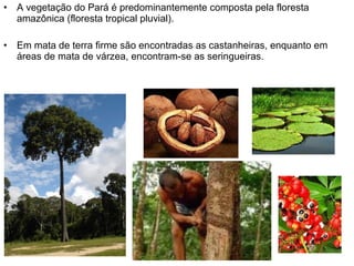 •

A vegetação do Pará é predominantemente composta pela floresta
amazônica (floresta tropical pluvial).

•

Em mata de terra firme são encontradas as castanheiras, enquanto em
áreas de mata de várzea, encontram-se as seringueiras.

 