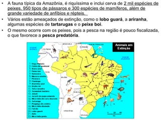 •
•
•

A fauna típica da Amazônia, é riquíssima e inclui cerva de 2 mil espécies de
peixes, 950 tipos de pássaros e 300 espécies de mamíferos, além de
grande variedade de anfíbios e répteis.
Vários estão ameaçados de extinção, como o lobo guará, a ariranha,
algumas espécies de tartarugas e o peixe boi.
O mesmo ocorre com os peixes, pois a pesca na região é pouco fiscalizada,
o que favorece a pesca predatória.

 