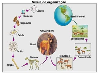 Níveis de organização

 