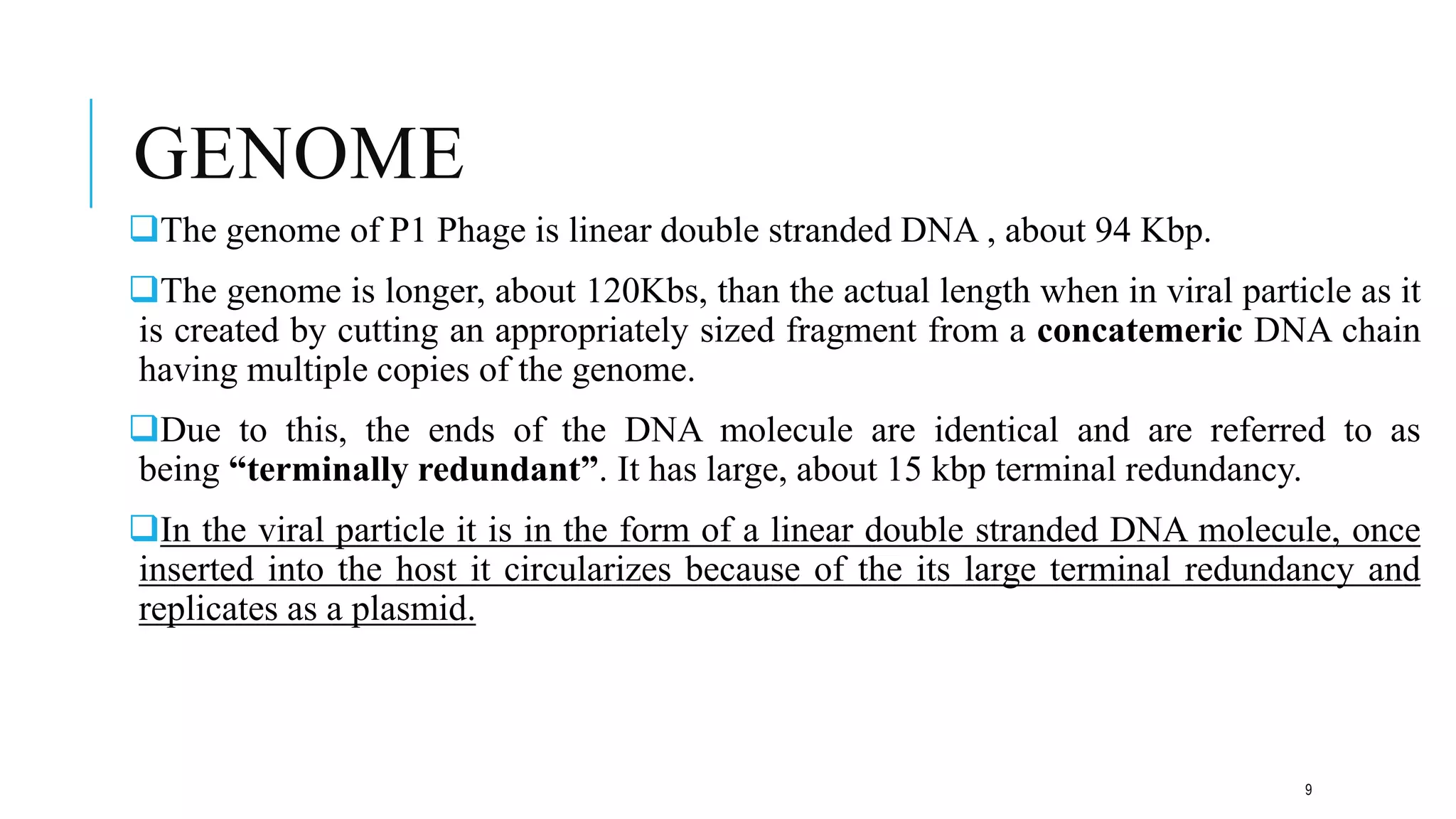 GENOME
The genome of P1 Phage is linear double stranded DNA , about 94 Kbp.
The genome is longer, about 120Kbs, than the actual length when in viral particle as it
is created by cutting an appropriately sized fragment from a concatemeric DNA chain
having multiple copies of the genome.
Due to this, the ends of the DNA molecule are identical and are referred to as
being “terminally redundant”. It has large, about 15 kbp terminal redundancy.
In the viral particle it is in the form of a linear double stranded DNA molecule, once
inserted into the host it circularizes because of the its large terminal redundancy and
replicates as a plasmid.
9
 