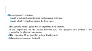 Two origins of replication,
oriR which replicates it during the lysogenic cycle and
oriL which replicates it during the lytic stage.
The genome has117 genes that are organized in 45 operons.
4 are responsible for the choice between lysis and lysogeny and another 4 are
responsible for plasmid maintenance.
The remaining 37 are invovled in lytic development.
Maintains one copy per host cell.
10
 