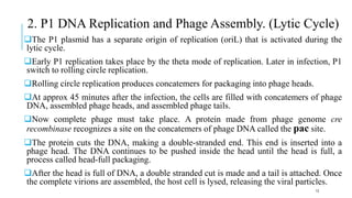 2. P1 DNA Replication and Phage Assembly. (Lytic Cycle)
The P1 plasmid has a separate origin of replication (oriL) that is activated during the
lytic cycle.
Early P1 replication takes place by the theta mode of replication. Later in infection, P1
switch to rolling circle replication.
Rolling circle replication produces concatemers for packaging into phage heads.
At approx 45 minutes after the infection, the cells are filled with concatemers of phage
DNA, assembled phage heads, and assembled phage tails.
Now complete phage must take place. A protein made from phage genome cre
recombinase recognizes a site on the concatemers of phage DNA called the pac site.
The protein cuts the DNA, making a double-stranded end. This end is inserted into a
phage head. The DNA continues to be pushed inside the head until the head is full, a
process called head-full packaging.
After the head is full of DNA, a double stranded cut is made and a tail is attached. Once
the complete virions are assembled, the host cell is lysed, releasing the viral particles.
13
 