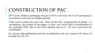 CONSTRUCTION OF PAC
P1 vector contains a packaging site (pac) which is necessary for in vitro packaging of
recombinant molecules into phage particles.
The vectors contain two loxP sites. These are the sites recognized by the phage cre
recombinase, the product of the phage cre gene, and which lead to circularization of
the packaged DNA after it has been injected into an E. coli host expressing the
recombinase.
Cre (Causes Recombination) and the recombination site was named loxP (locus of
crossing (x) over, P1)
16
 