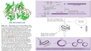 17
CRE RECOMBINASE
 