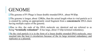 GENOME
The genome of P1 Phage is linear double stranded DNA , about 94 Kbp.
The genome is longer, about 120Kbs, than the actual length when in viral particle as it
is created by cutting an appropriately sized fragment from a concatemeric DNA chain
having multiple copies of the genome.
Due to this, the ends of the DNA molecule are identical and are referred to as
being “terminally redundant”. It has large, about 15 kbp terminal redundancy.
In the viral particle it is in the form of a linear double stranded DNA molecule, once
inserted into the host it circularizes because of the its large terminal redundancy and
replicates as a plasmid.
9
 