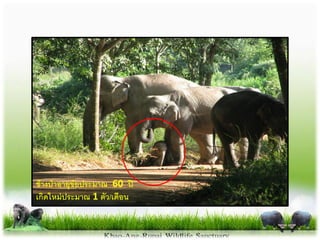 ช้ำงป่ำอำยุขัยประมำณ 60 ปี
เกิดใหม่ประมำณ 1 ตัว/เดือน
 