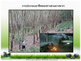 กำรประกอบอำชีพของชำวสวนยำงพำรำ
 