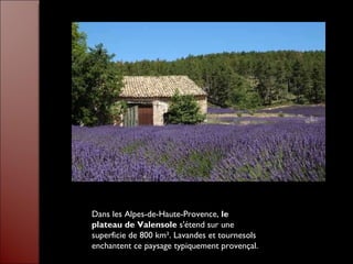 Dans les Alpes-de-Haute-Provence,  le plateau de Valensole  s'étend sur une superficie de 800 km². Lavandes et tournesols enchantent ce paysage typiquement provençal.  