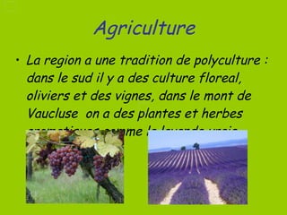 Agriculture La region a une tradition de polyculture : dans le sud il y a des culture floreal, oliviers et des vignes, dans le mont de Vaucluse  on a des plantes et herbes aromatiques comme la lavande vraie  