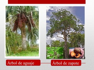 1010
Árbol de aguaje Árbol de zapote
 