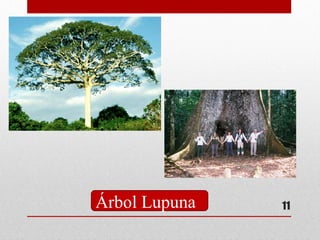 11Árbol Lupuna
 