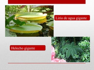 12
Lirio de agua gigante
Helecho gigante
 