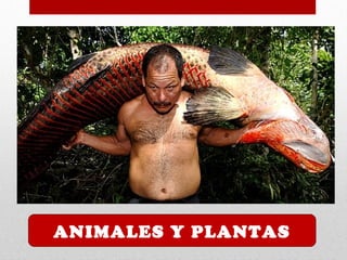 3
ANIMALES Y PLANTAS
 