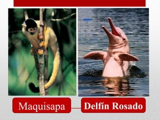 4
Maquisapa Delfín Rosado
 