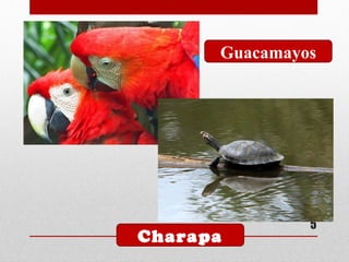 5
Guacamayos
Charapa
 