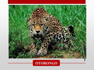 7
OTORONGO
 