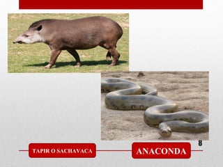 8
TAPIR O SACHAVACA ANACONDA
 