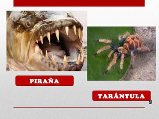 9
PIRAÑA
TARÁNTULA
 