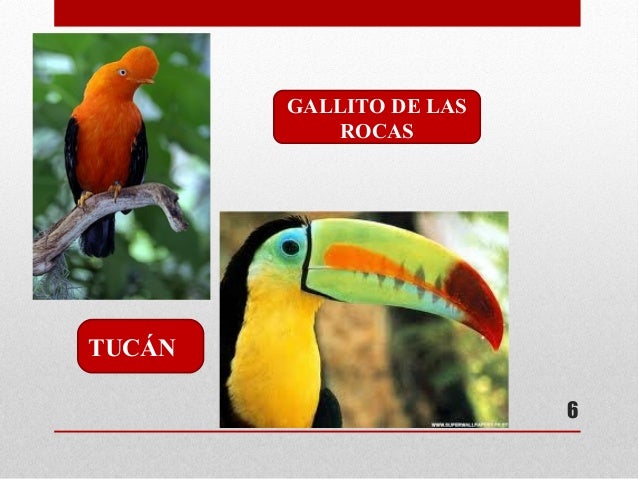 Resultado de imagen para imagen del tucan gallitos de las rocas