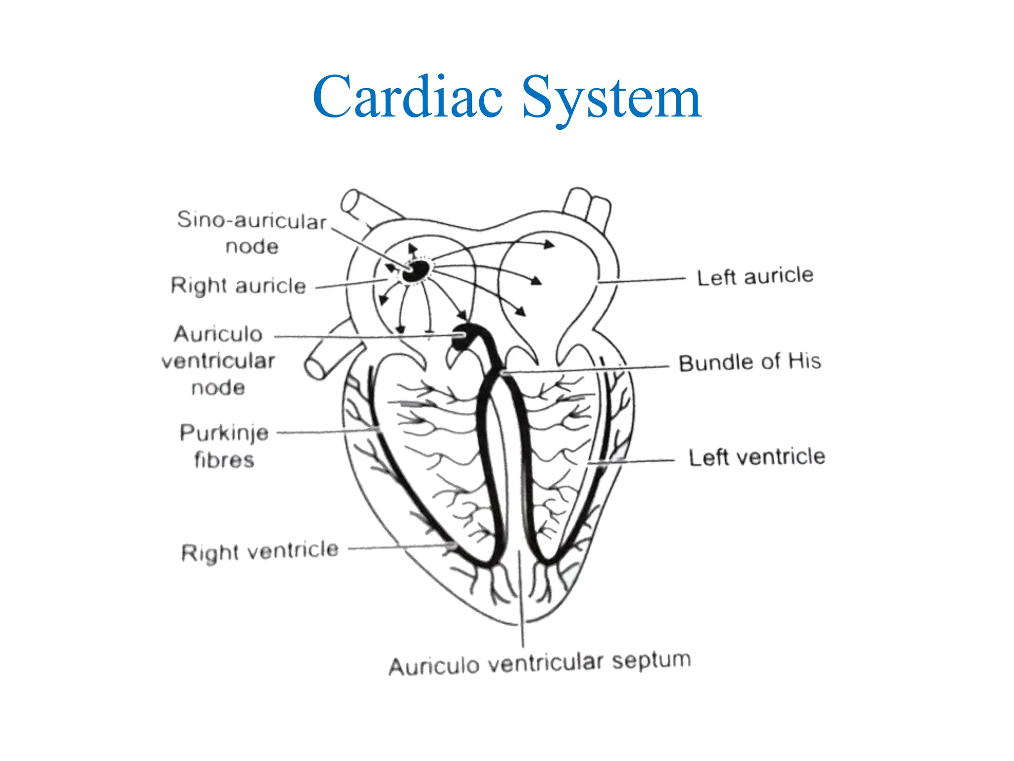 Bio-Medical Therapeutic of in Pacemaker& Respiratory | PPTX