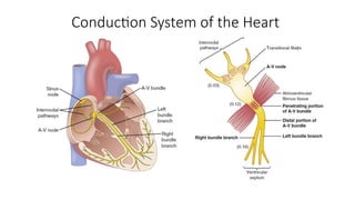 General Overview of Modern Cardiac Pacemakers | PPTX
